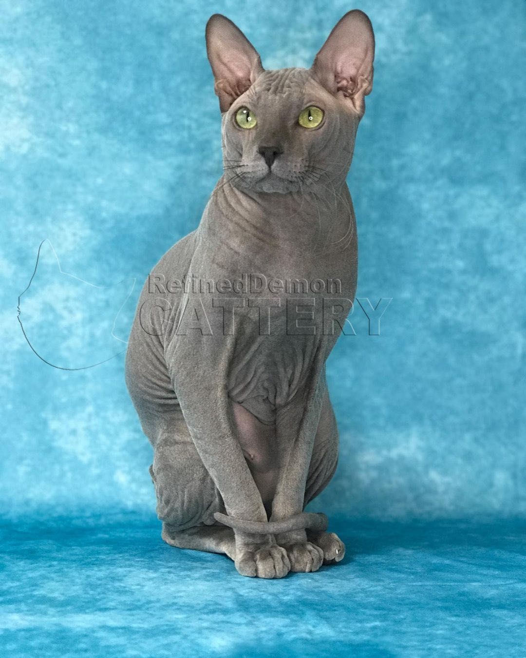 RARITATE pui pisica fara par Donskoy / Don Sphynx cu pedigree