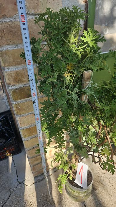 Индрише в саксия