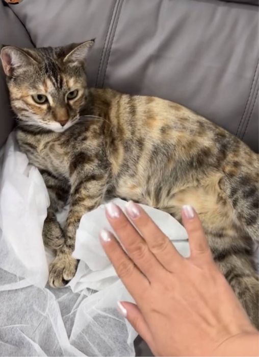 Пропала кошечка Зухра на чиланзаре. Помогите найти!