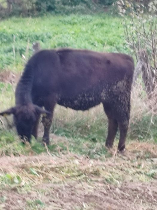 Vitea Angus de vânzare