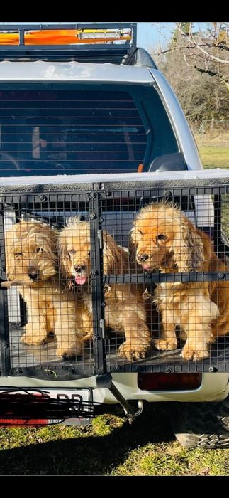 Работни кучета за трюфели