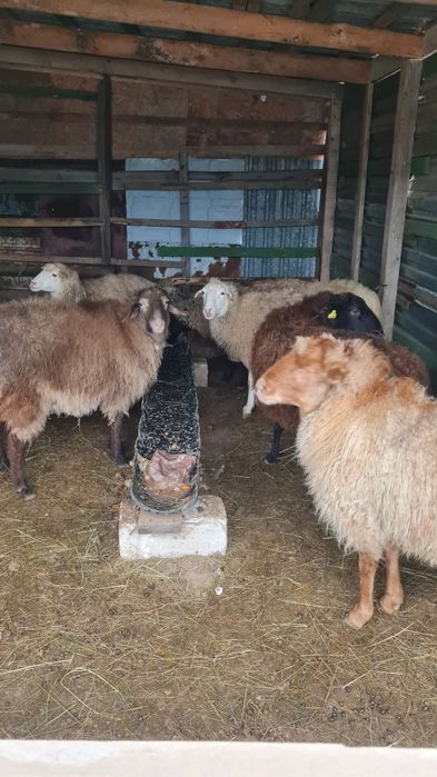 Барашки на мясо жирные