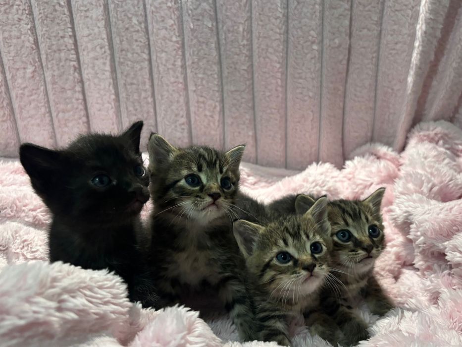 Отдам котят в добрые руки