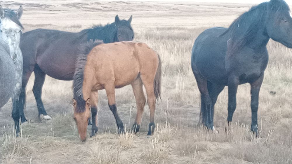Қулық байталдардың ұрғашы жабағылары сатылады