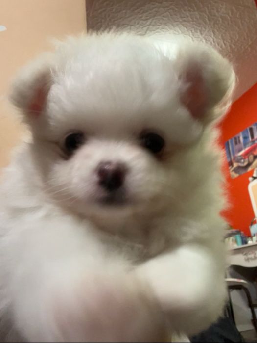 Три малки померанчета— истински топки любов