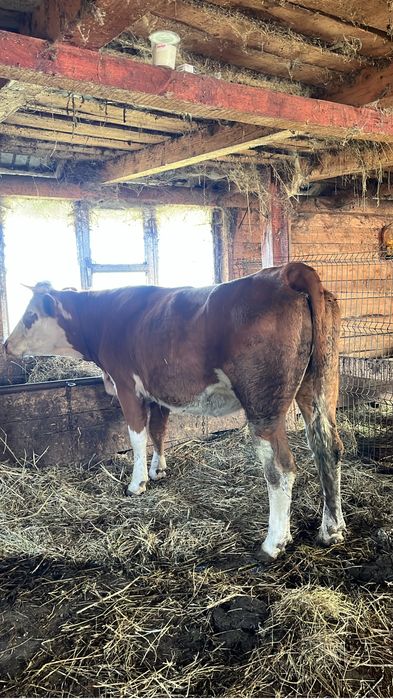 Vând juninci gestante