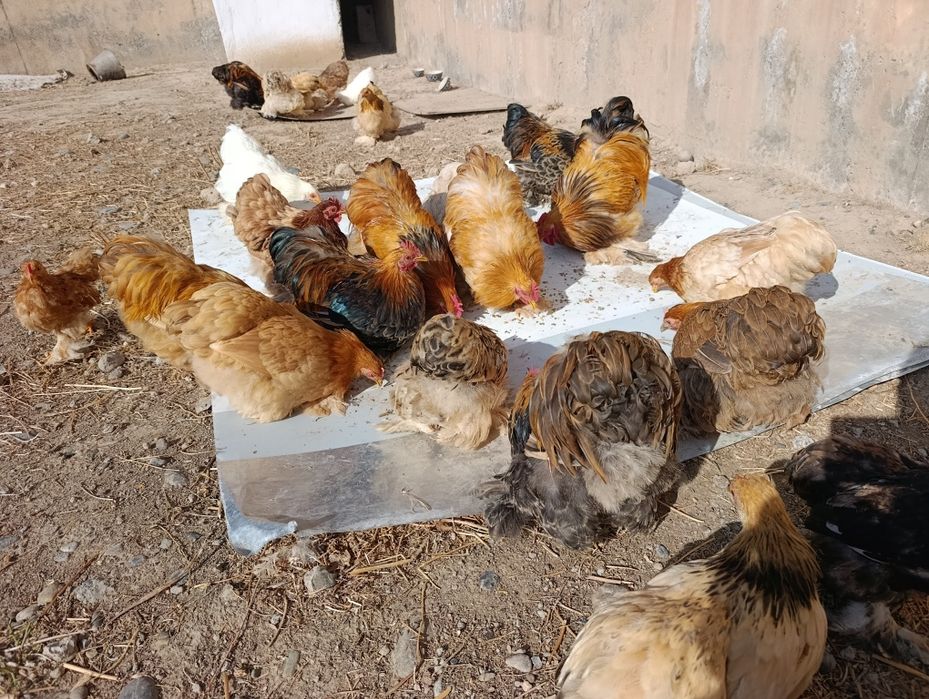 Xo'roz lar sotiladi. Kox karlik