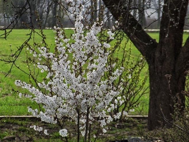 Японска Вишна-(Prunus Alba Plena)
