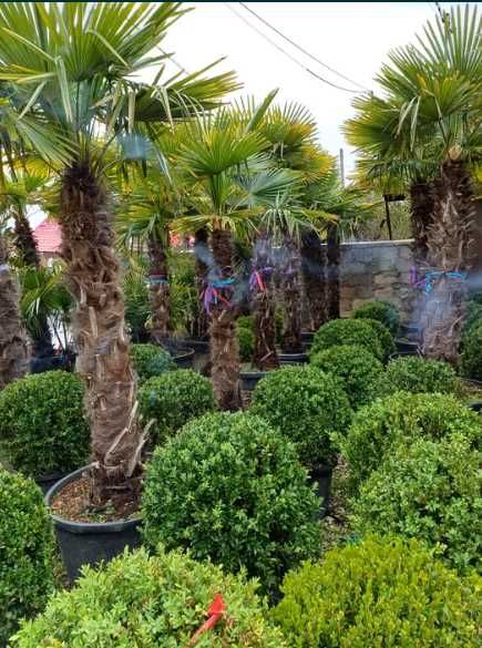 Tuia Bonsai , Palmier Cycas, Tuia Spiral Tuia Smaragd