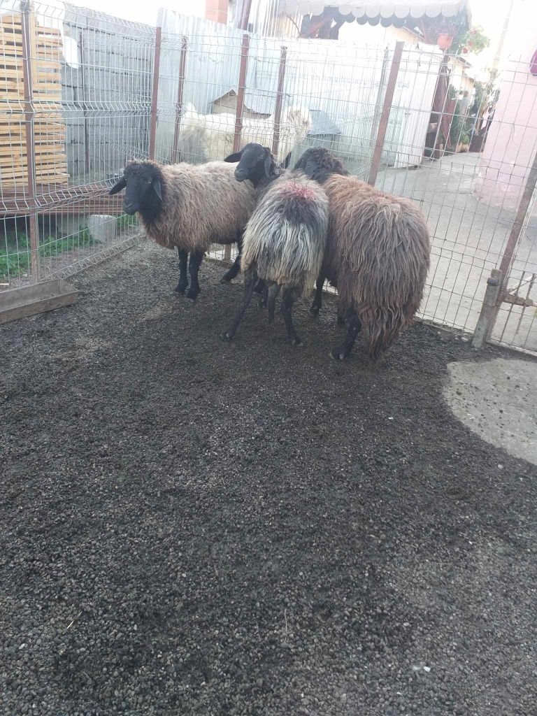Vand trei oi în comuna verești jud Suceava