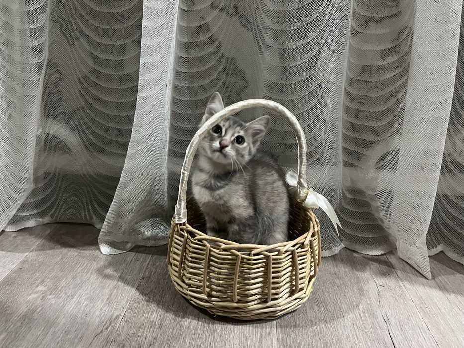 Отдам котят в добрые руки!