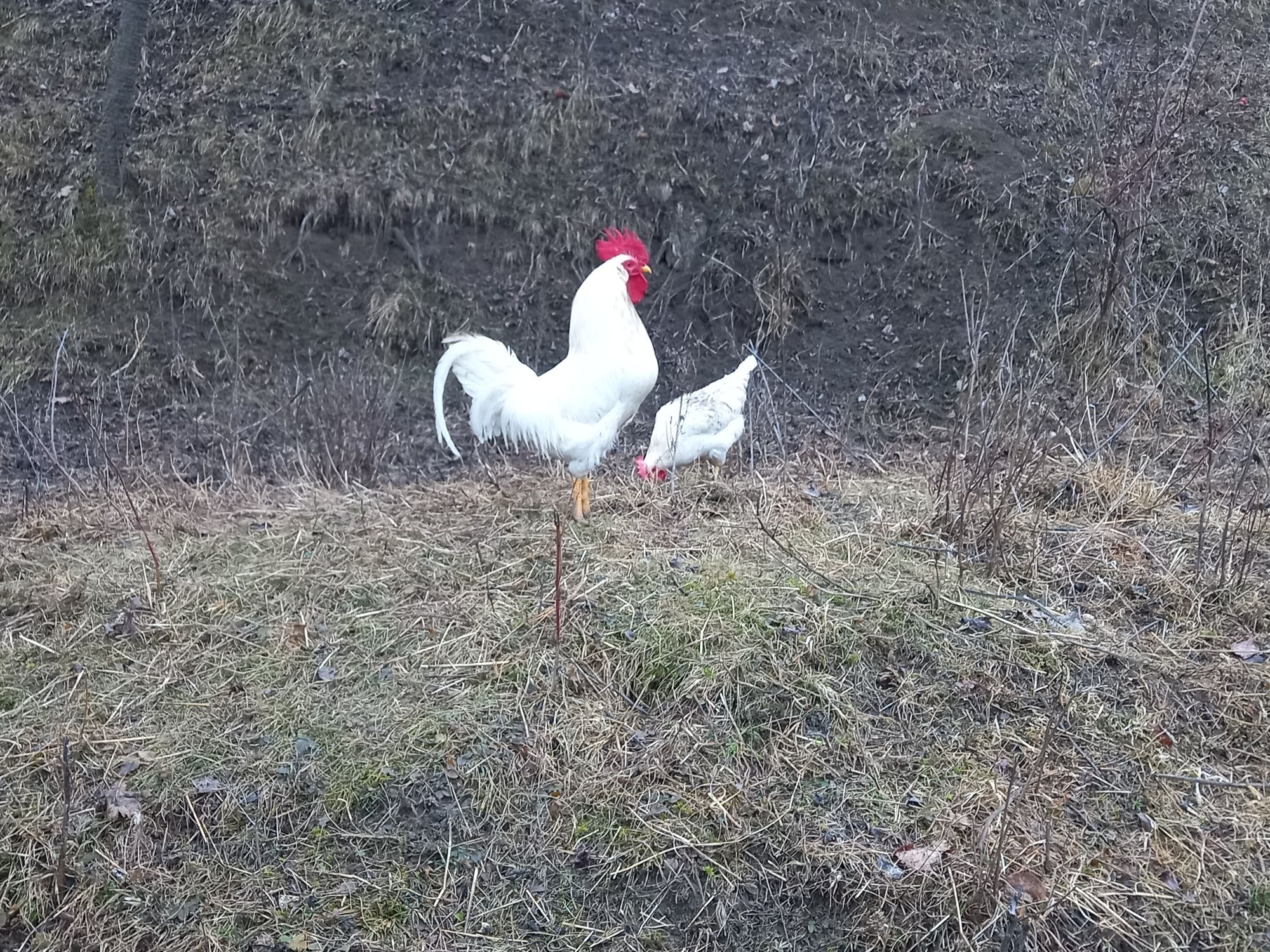 Oua pentru incubat Italian alb (Leghorn)