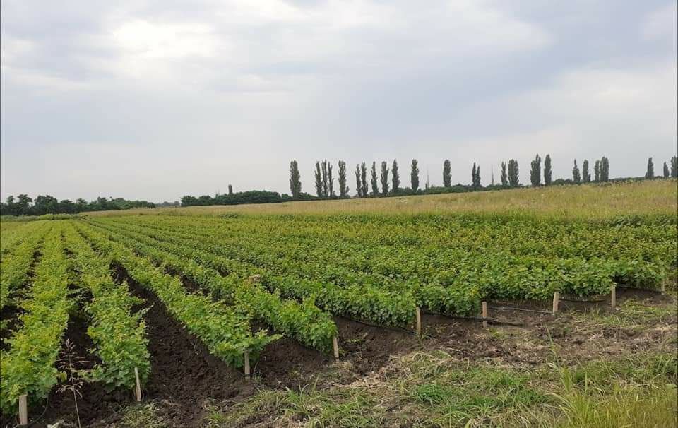 Vita altoita  la pretul 5lei bucata