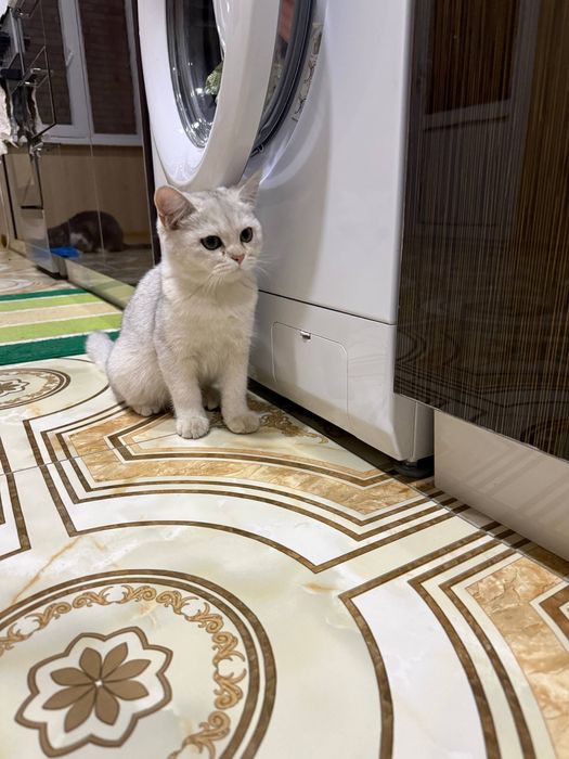 Шиншила чистая порода