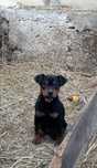 Jagd terrier par scurt