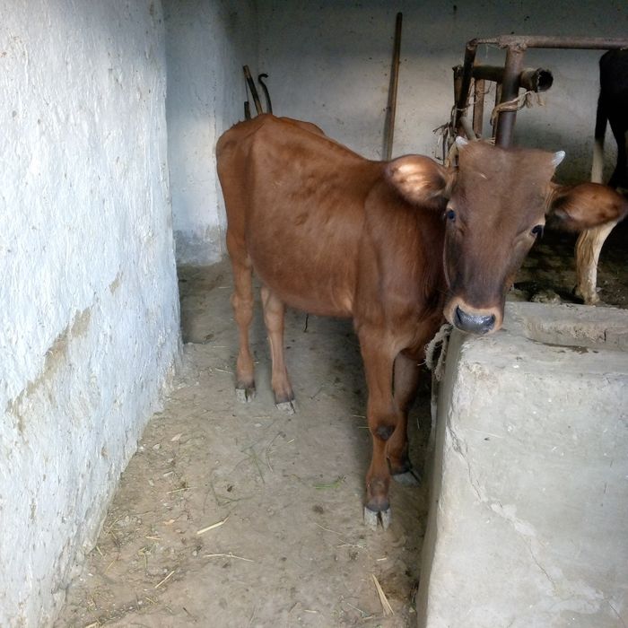 Букача 7 ойлик...