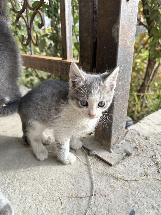 Котенок 2 месяца