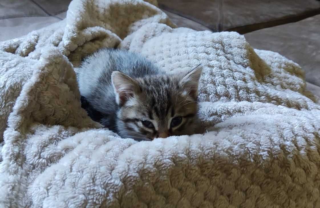 Домашние котята, 2.5 мес.