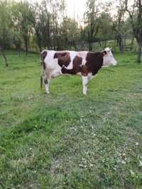Vaca baltata romaneasca