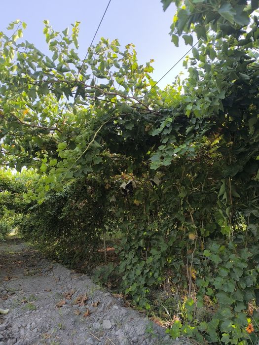 Uzum kochatlari. F1 navli.      Узум кочатлари.