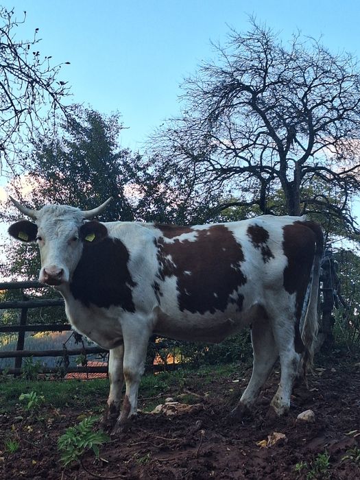 Vând junincă si vaca  cu vițel