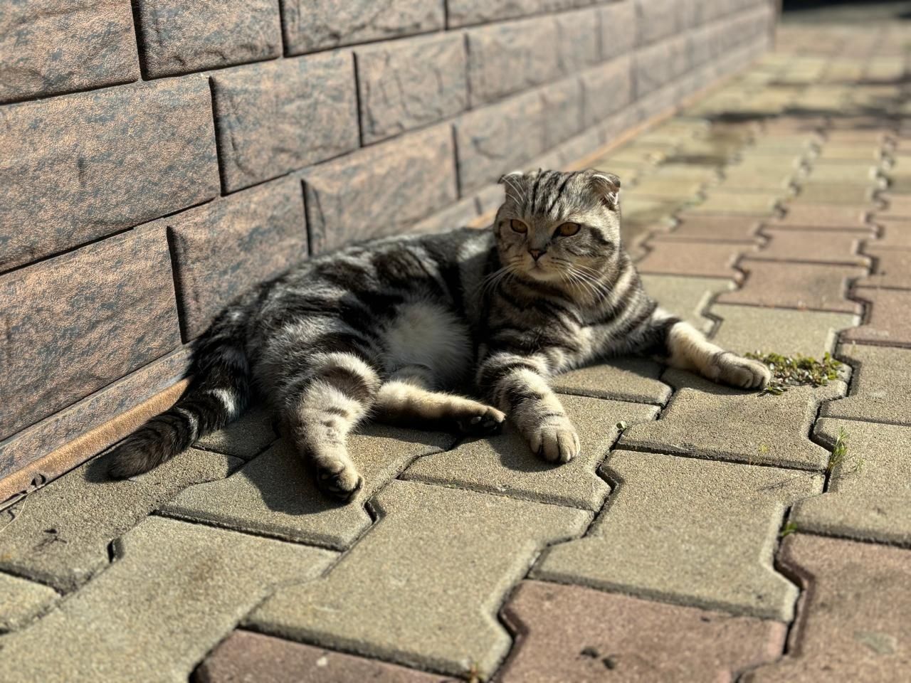 Кот Шотландец  Вислоухий два года.Ищет кошечку для вязки.