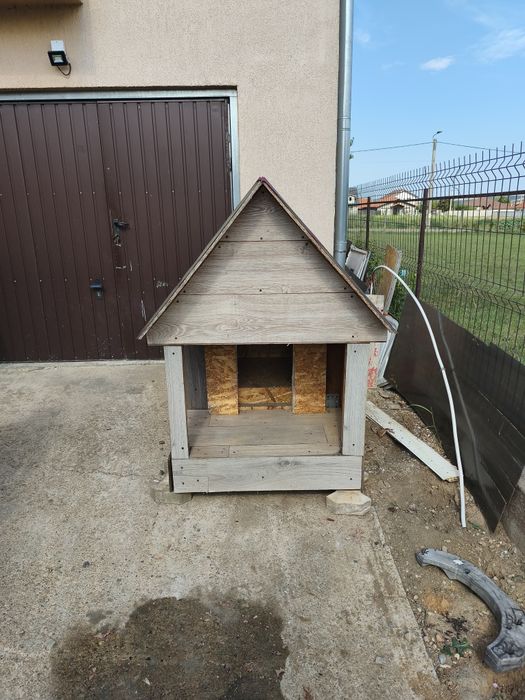 Cusca de caini izolat