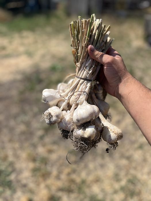 Usturoi Romanesc de vanzare