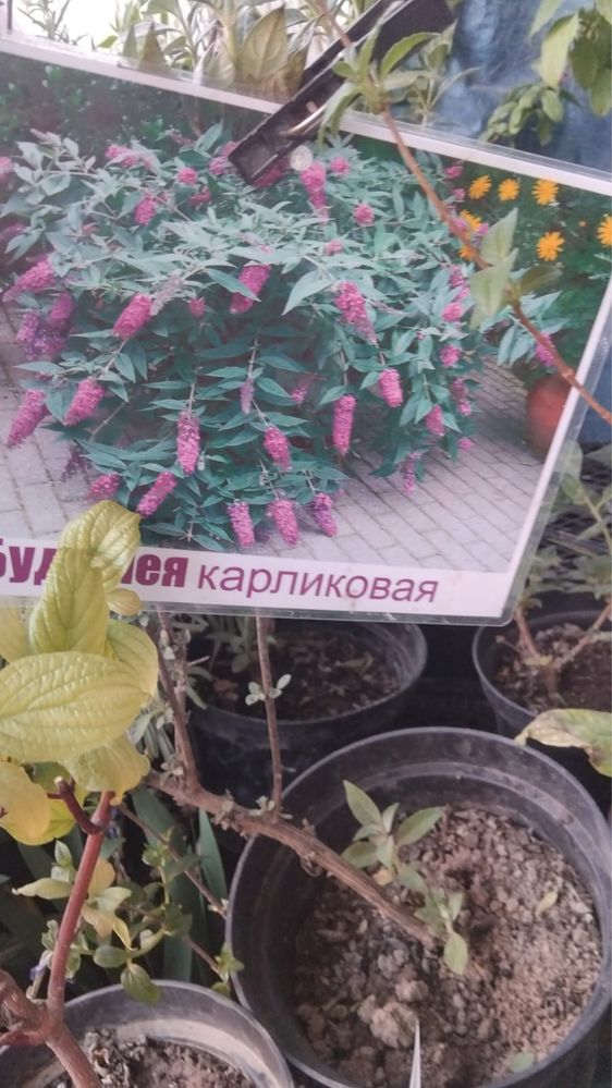 Цветы,кустарники многолетние