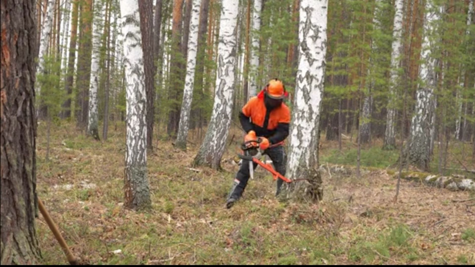 Обрезка деревьев спилить дерево бензопила услуги дарахт кесиш хизмати