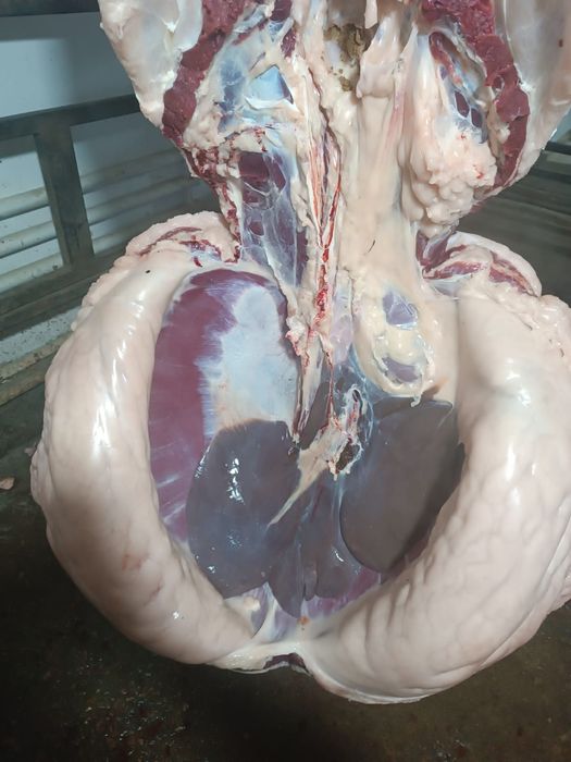 Жылкы еты.согым.Костанайдын жылкылары.Байтал Тай