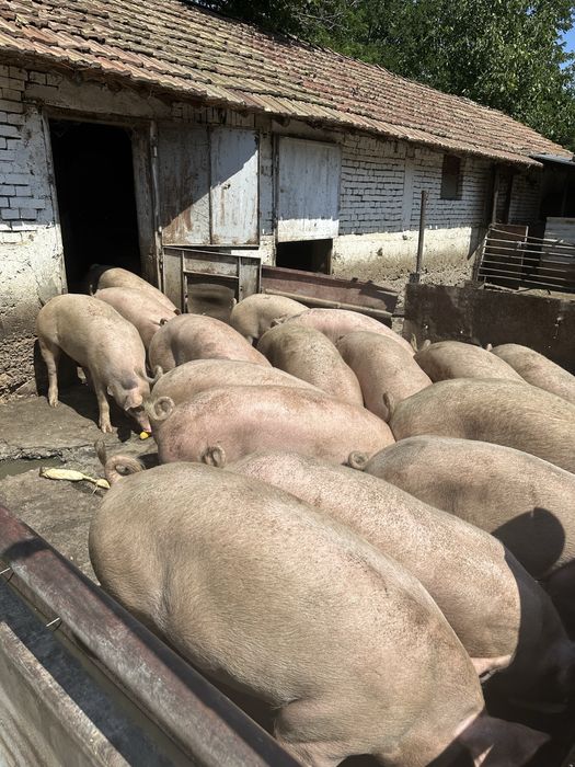 Угоени домашни прасета от 120-160 кг.