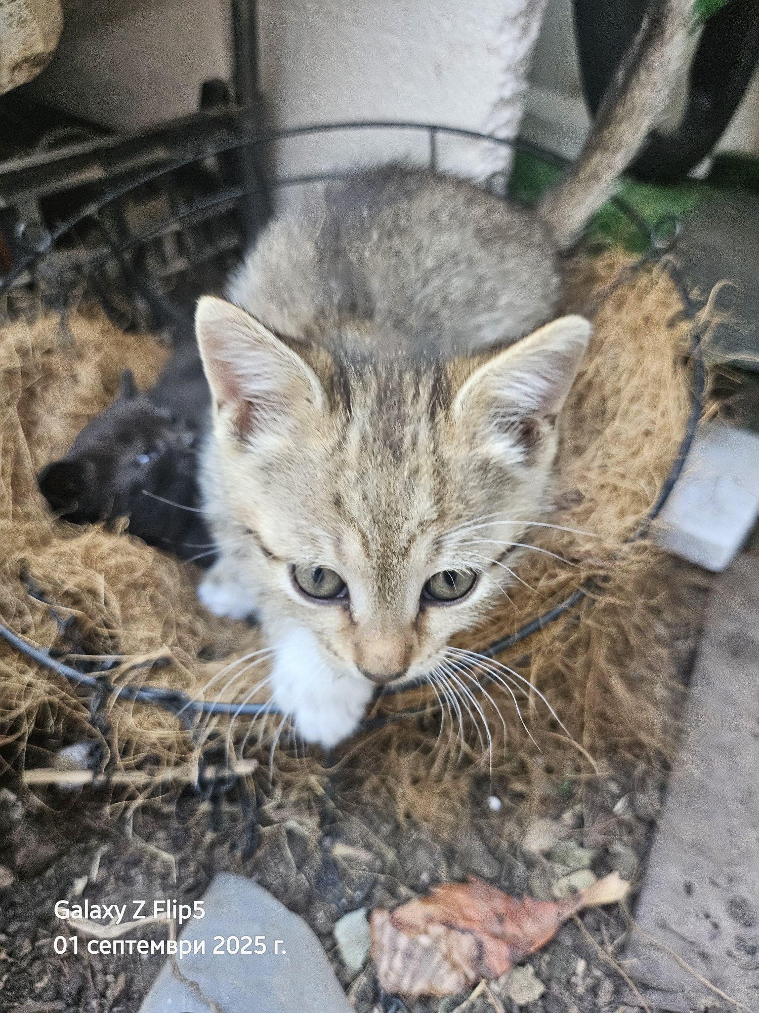 Подарявам котета