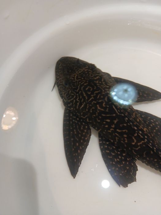 Анциструс Сом сотилади катталиги 25-28см атрофида