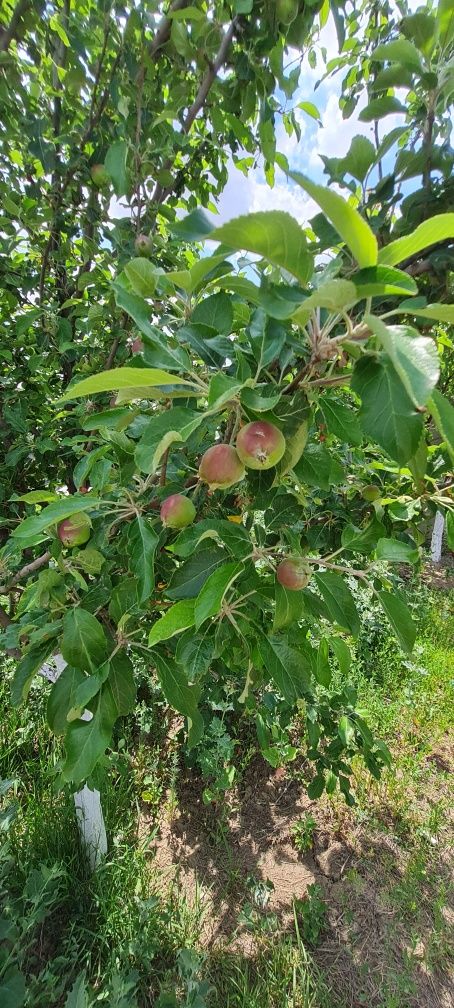 Продам дом с большим участком