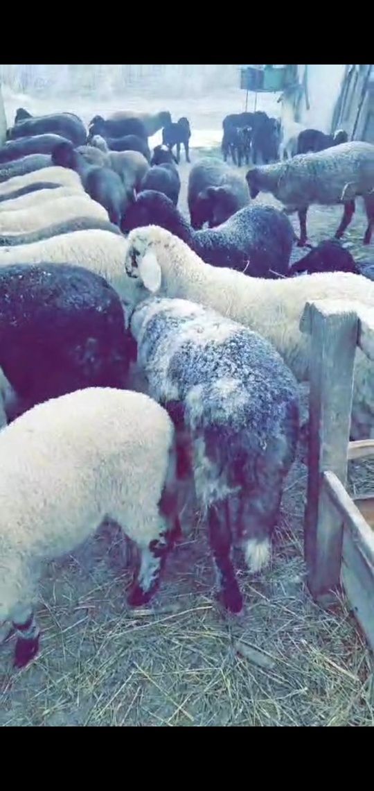 Miei de vânzare de carne 21 de lei kg în viu