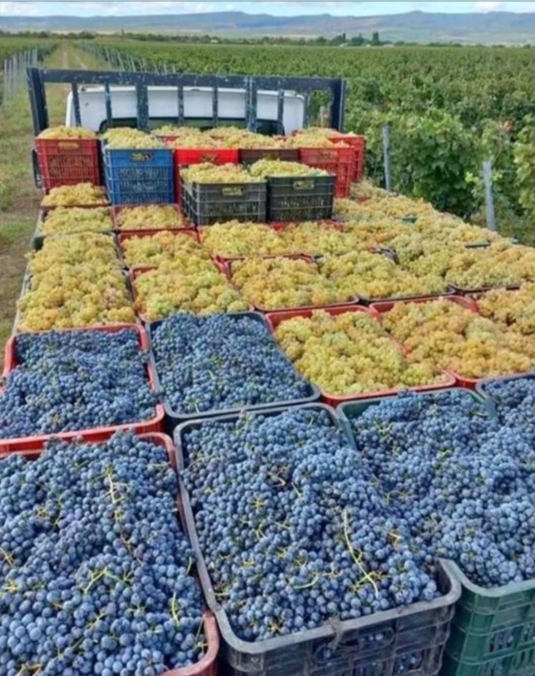 Strugurii de vin transport gratuit la domiciliu