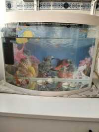Продаётся аквариум с шестью рыбками + фильтр и подсветка