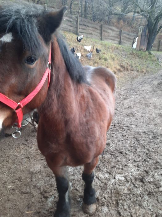 Vând mânza de 3 ani jumătate