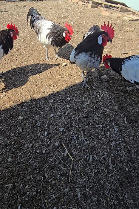 Cocoși din rasa lakenfelder