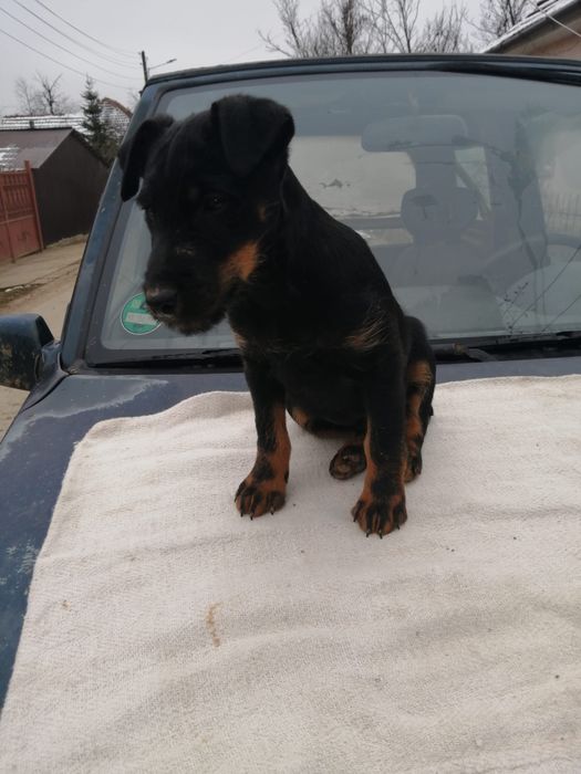 Mascul Jagd terrier in varsta de 4 luni