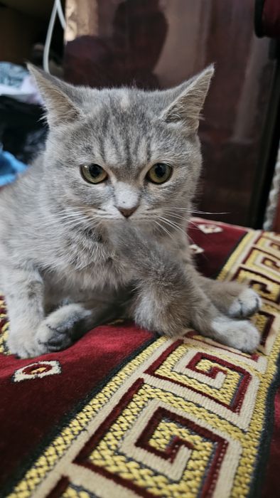 Sotiladi 2 mushuklar