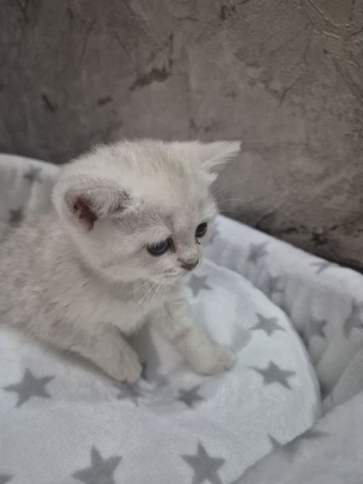 В продаже 4  котенка