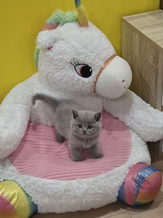 Британска късокосместа