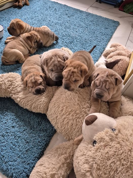 Shar pei drăgălași