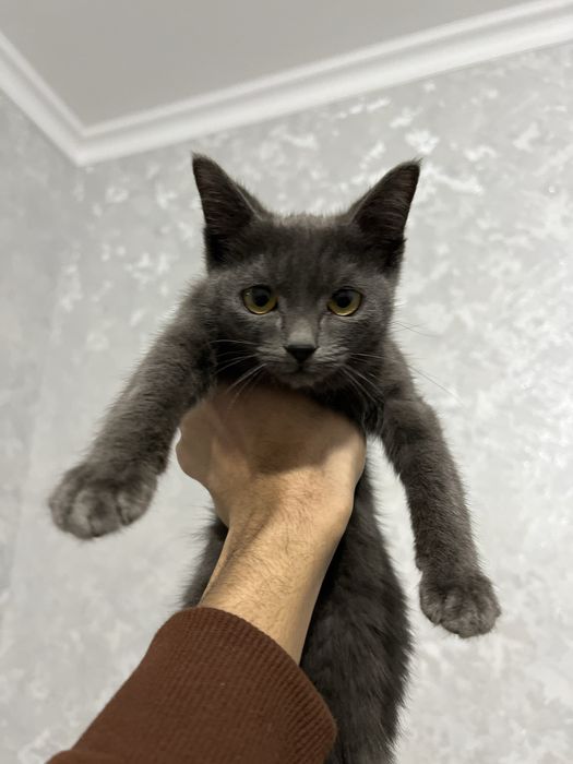 Русская Голубая кошка