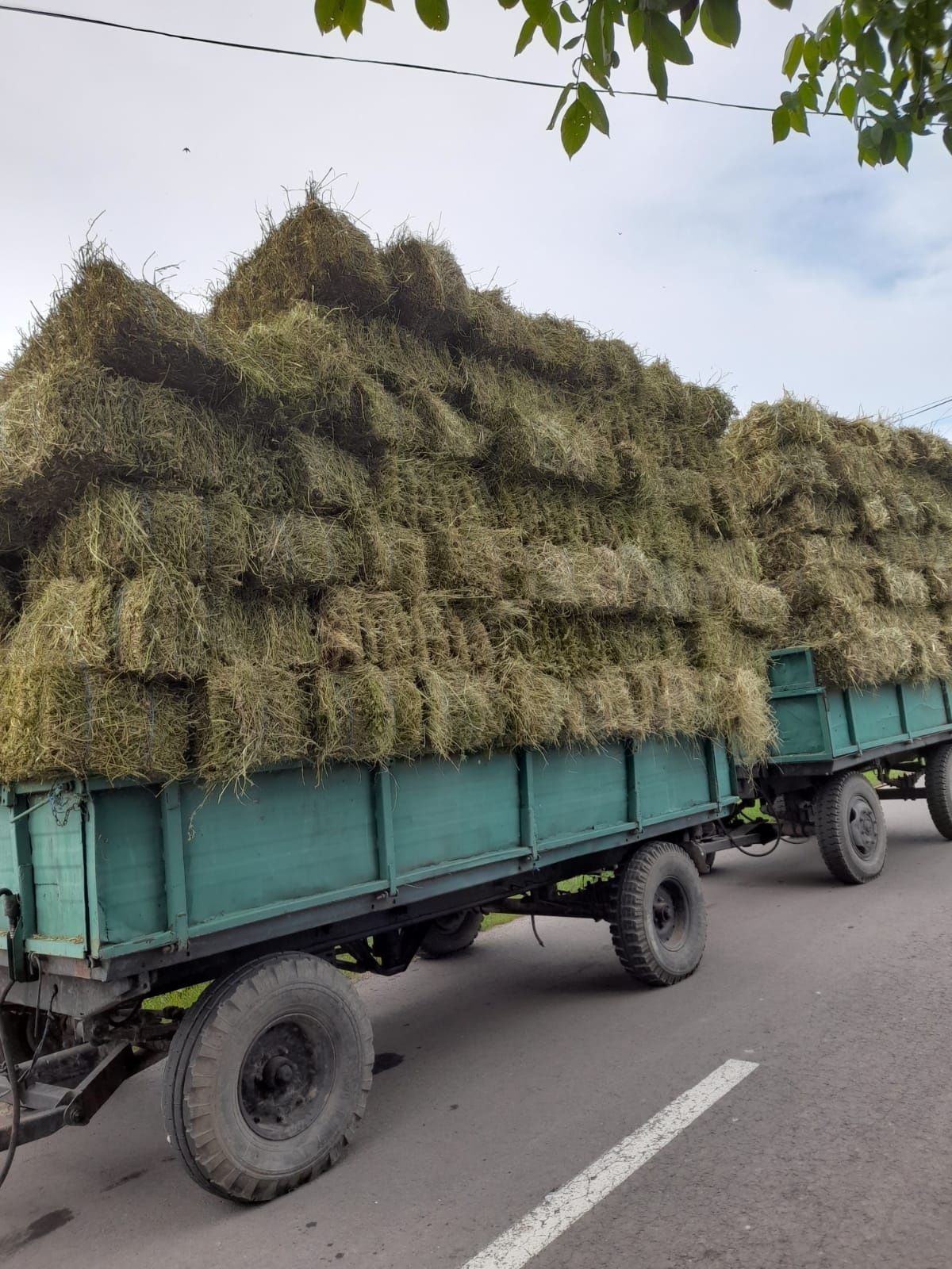 Baloți de lucernă