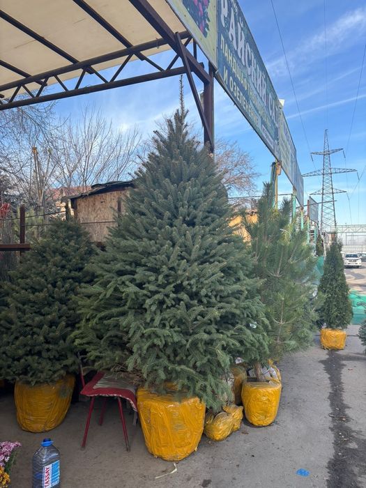 Елки Ель голубая купить в Алмате от питомника напрямую