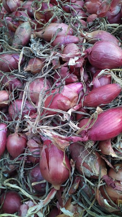 Seminte de ceapa de apa de buzau