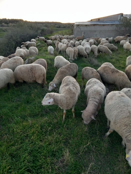 Vand 170 de oi la pretul de 650 de lei